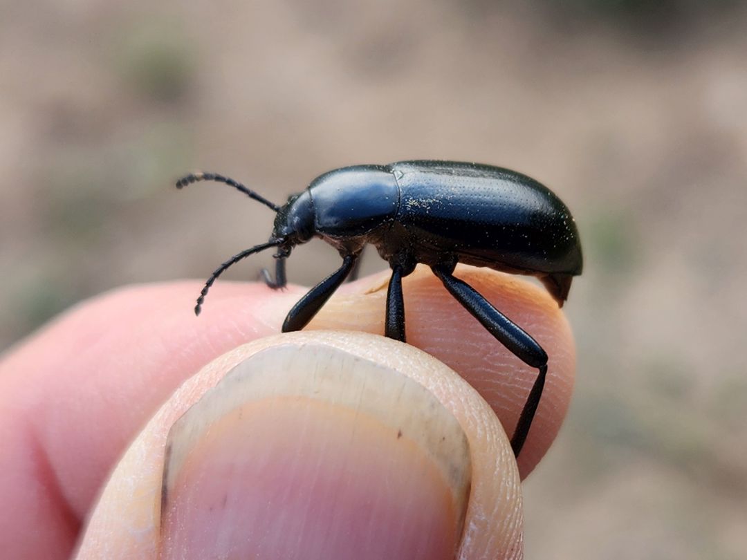 Local Beetles – Tierra de Oro Laboratory