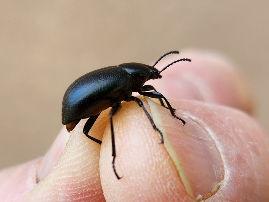 Local Beetles – Tierra de Oro Laboratory