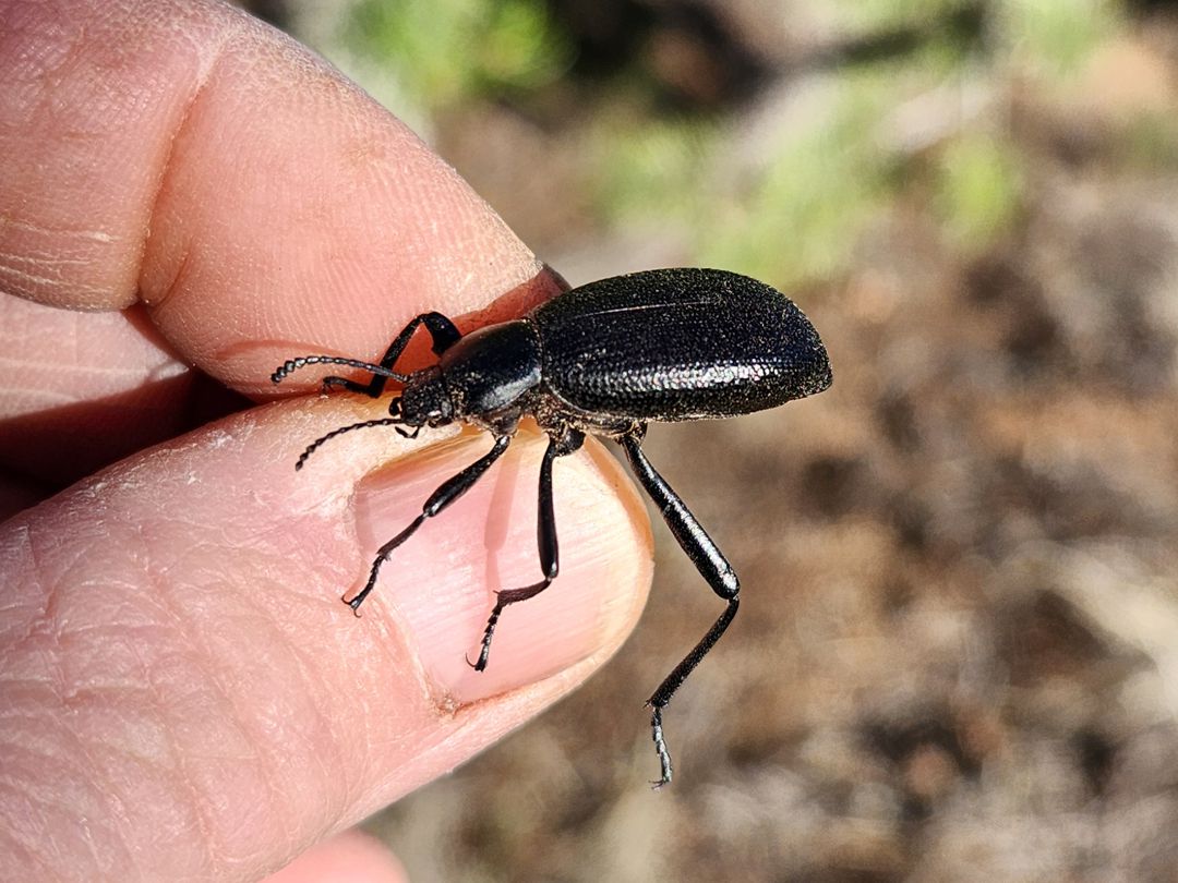 Local Beetles – Tierra de Oro Laboratory