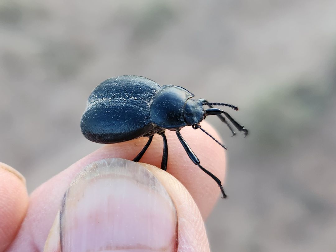 Local Beetles – Tierra de Oro Laboratory