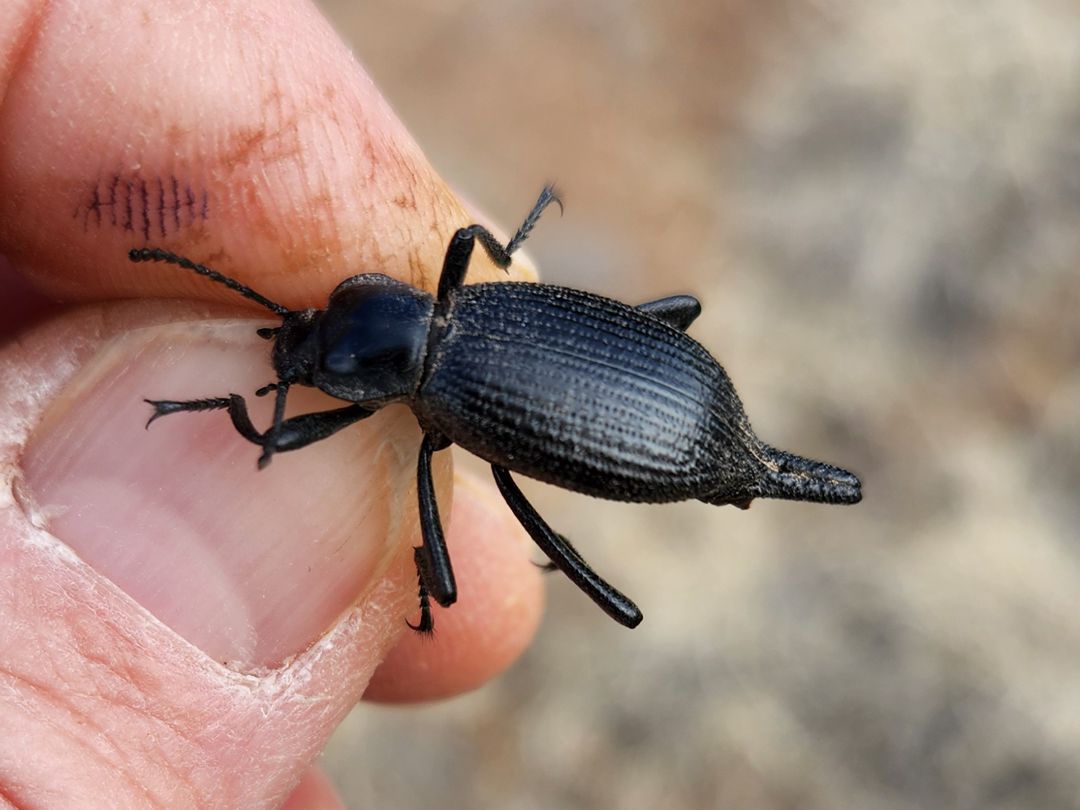 Local Beetles – Tierra de Oro Laboratory