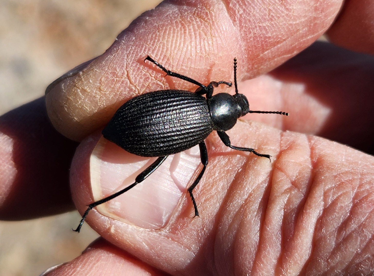 Local Beetles – Tierra de Oro Laboratory